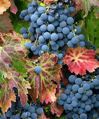 Dorndfelder Grape Vines