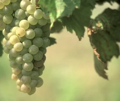 Early Van Der Laan Grape Vines