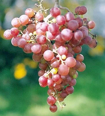 Flame Grape Vines