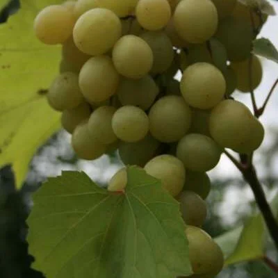 Foster's Seedling Grape Vines
