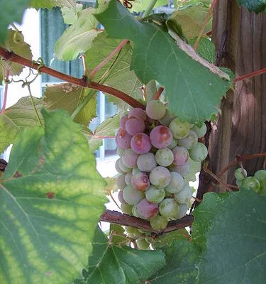 Fragola Grape Vines