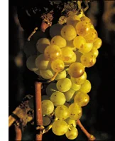 Golden Champion Grape Vines