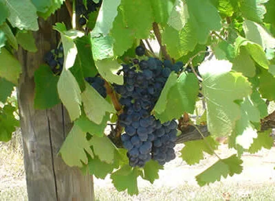 Gros Maroc Grape Vines