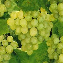 Lakemont Seedless Grape Vines
