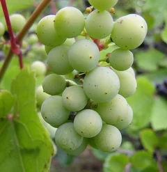Madeleine Angevine Grape Vines