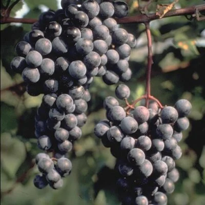 Madresfield Court Grape Vines