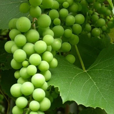 Muller Thurgau Grape Vines