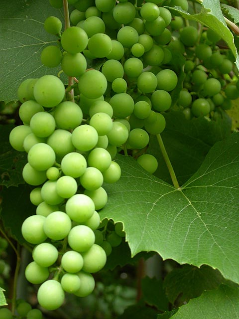 Grape Vines Muller Thurgau