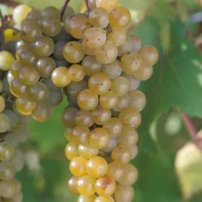 Precoce De Malingre Grape Vines