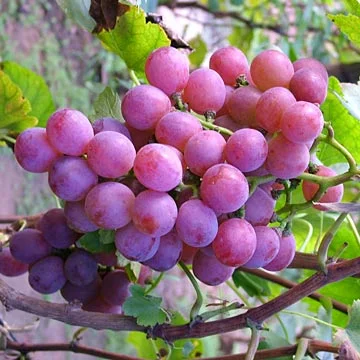 Queen Of Esther Grape Vines