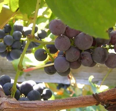 Regent Grape Vines