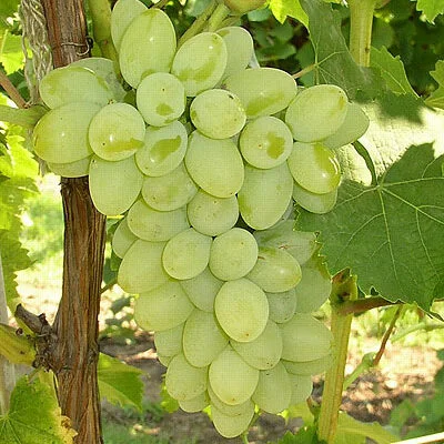 Theresa Grape Vines