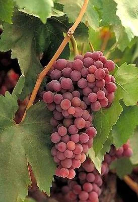 Suffolk Red Seedless Grape Vine