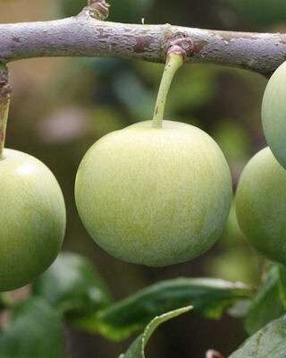 Reine Claude de Bavay Greengage tree