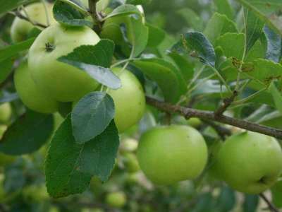Greensleeves Apple Trees