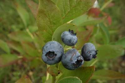 Grover Blueberry Bushes