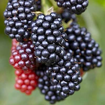 Helen - A New Very Early Season Thornless Blackberry