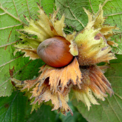 Ennis Cob Nut Bush