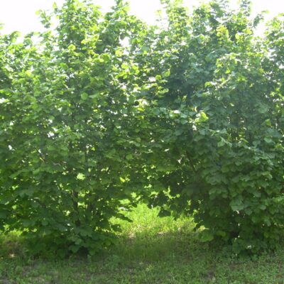 Geant De Halle Cob Nut Bushes