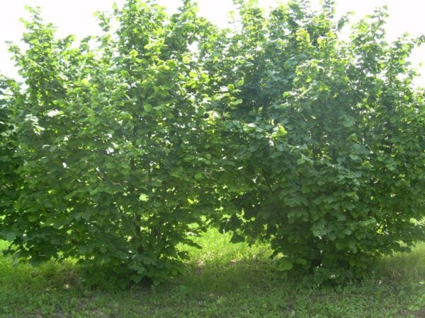 Geant De Halle Cob Nut Bushes