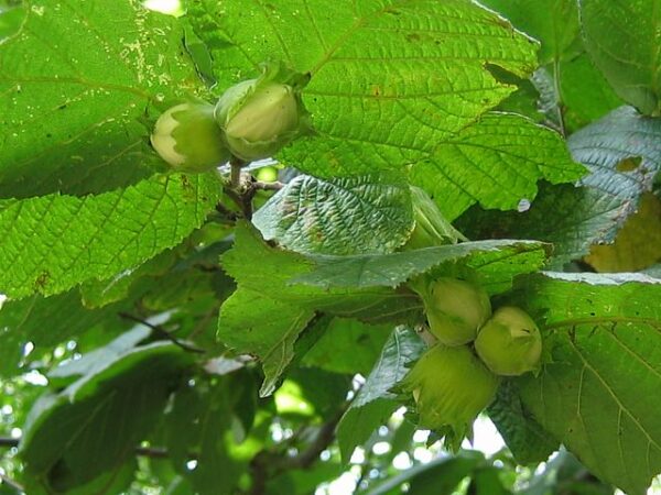 Gunslebert Cob Nut Bush