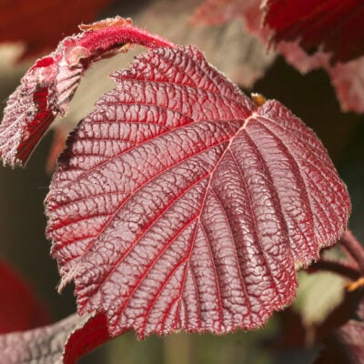 Purple Leaved Filbert Filbert Bush