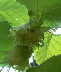 Webb's Kentish Cob Cob Nut Bush