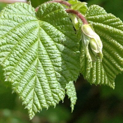 Di Giffoni Cob Nut Plants