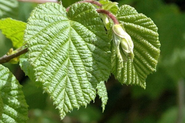 Di Giffoni Cob Nut Plants