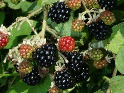 Himalayan Giant Blackberry Bushes