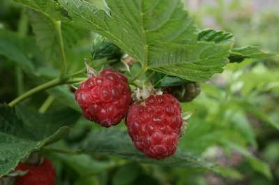 Himbo Top® Raspberry Bushes