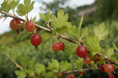 Hino Red Gooseberry Bushes