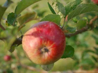 Holstein Apple Trees