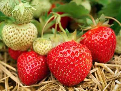 growing strawberries cultivation