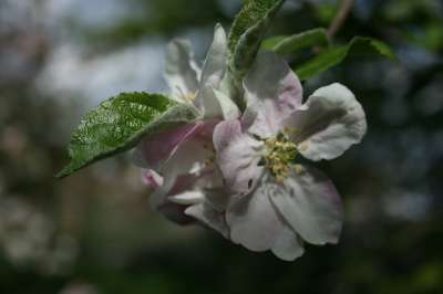 Howgate Wonder Apple Trees