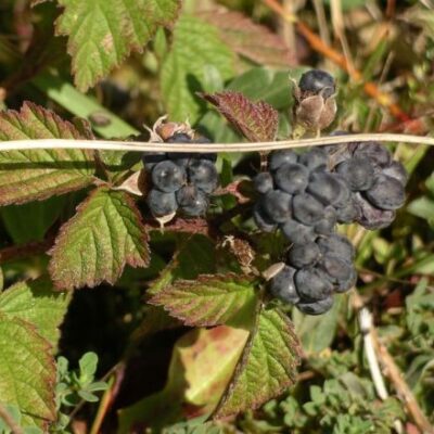 Dewberry Hybrid Berry Plants