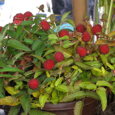 Japanese Strawberry Hybrid Berry Plants