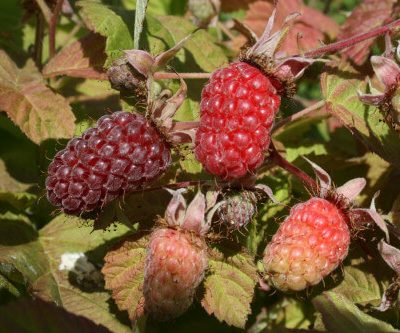 Vetchberry Hybrid Berry Plants