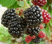 Thornless Boysenberry Hybrid Berry Plants