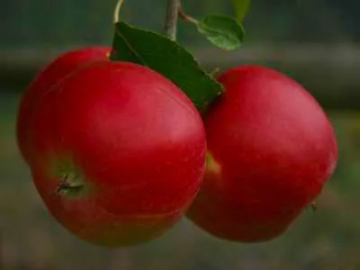 Irish Peach Apple Trees