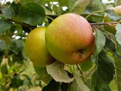James Grieve Apple Trees