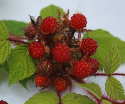 Japanese Wineberry Hybrid Berry Plants