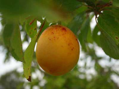 Jefferson's Gage Plum Trees