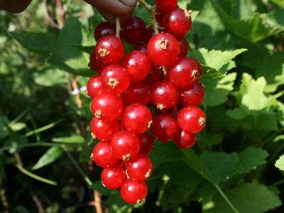 Junifer Redcurrant Bushes