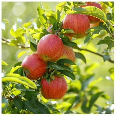 Jupiter Apple Trees