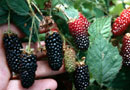 Karaka Black Plant - The distinctly different new hybrid berry