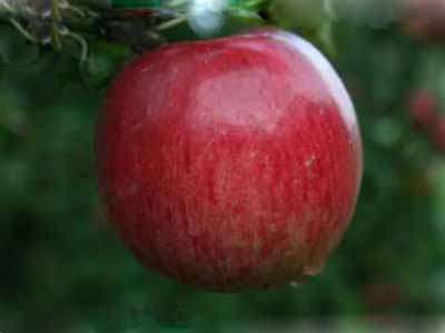 Katy Apple Trees