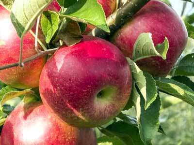 Kent Apple Trees