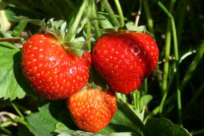 Kimberley - New Strawberry Plants
