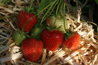 Korona Strawberry Plants